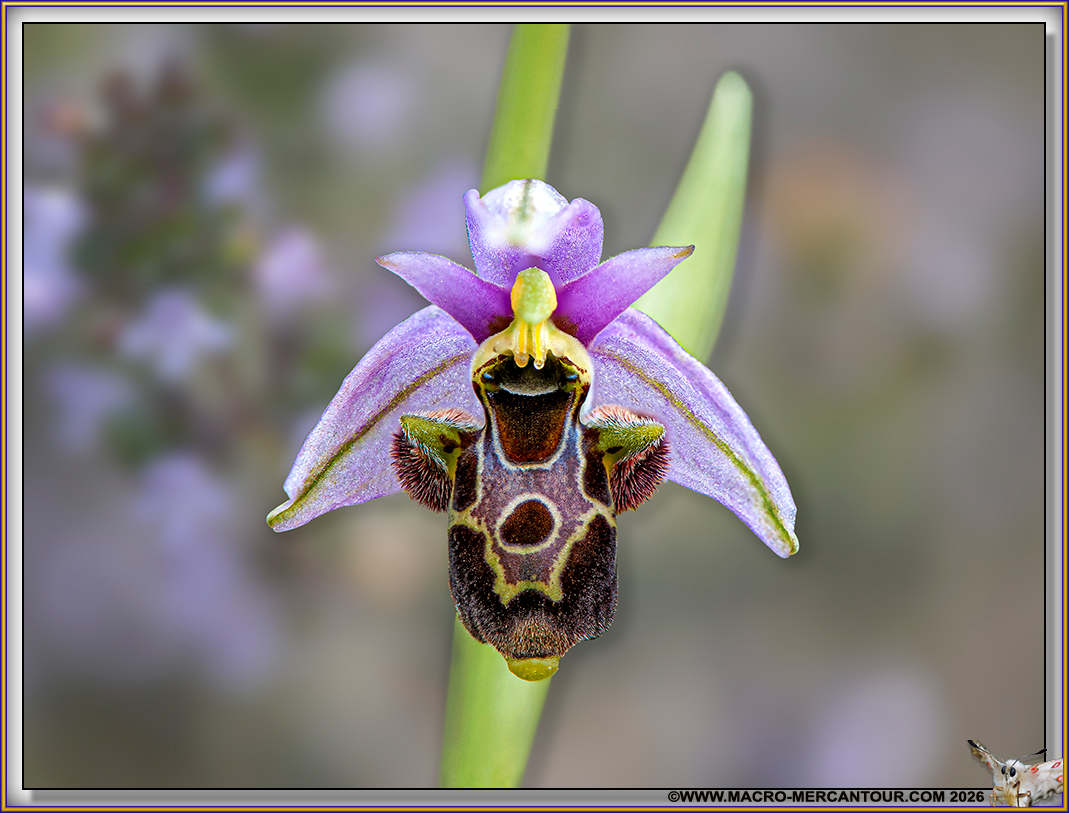 Ophrys Abeille